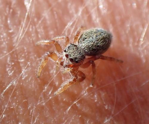 Réf. 308 576 : Dendryphantes rudis